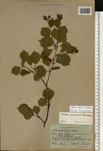 Betula pubescens subsp. pubescens, Восточная Европа, Северный район (E1) (Россия)