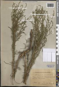 Полынь песчаная DC., Восточная Европа, Нижневолжский район (E9) (Россия)