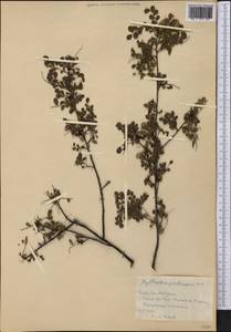 Phyllanthus phlebocarpus Urb., Америка (AMER) (Куба)