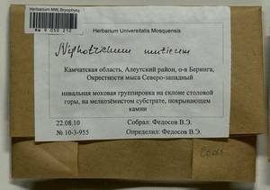 Niphotrichum muticum (Kindb.) Bedn.-Ochyra & Ochyra, Гербарий мохообразных, Мхи - Чукотка и Камчатка (B21) (Россия)