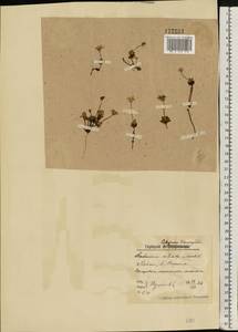 Androsace chamaejasme subsp. lehmanniana (Spreng.) Hultén, Восточная Европа, Северный район (E1) (Россия)