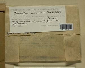Ceratodon purpureus (Hedw.) Brid., Гербарий мохообразных, Мхи - Чукотка и Камчатка (B21) (Россия)