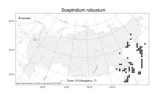 Sceptridium robustum (Rupr.) Lyon, Атлас флоры России (FLORUS) (Россия)