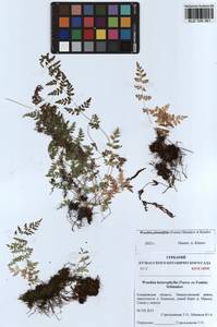 Woodsia pulchella Bertol., Сибирь, Алтай и Саяны (S2) (Россия)