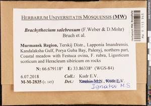 Brachythecium salebrosum (Hoffm. ex F. Weber & D. Mohr) Schimp., Гербарий мохообразных, Мхи - Карелия, Ленинградская и Мурманская области (B4) (Россия)