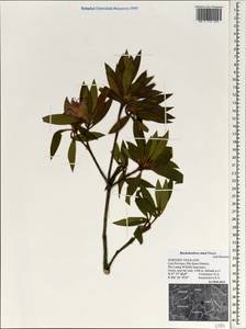 Rhododendron simsii Planch., Зарубежная Азия (ASIA) (Таиланд)