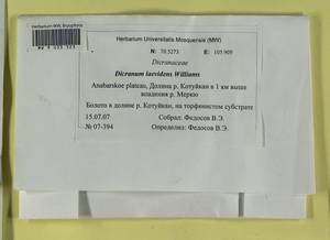Dicranum laevidens R.S. Williams, Гербарий мохообразных, Мхи - Красноярский край, Тыва и Хакасия (B17) (Россия)