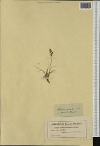 Festuca quadriflora Honck., Западная Европа (EUR) (Неизвестно)