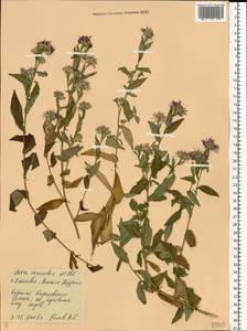 Symphyotrichum ×versicolor (Willd.) G. L. Nesom, Восточная Европа, Средневолжский район (E8) (Россия)