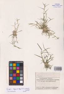 Sporobolus alopecuroides (Piller & Mitterp.) P.M.Peterson, Восточная Европа, Нижневолжский район (E9) (Россия)