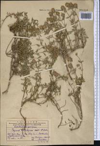 Чабрец Кочи Boiss. & Hohen., Средняя Азия и Казахстан, Западный Тянь-Шань и Каратау (M3) (Казахстан)