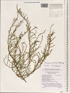 Sarcocornia fruticosa (L.) A. J. Scott, Зарубежная Азия (ASIA) (Израиль)