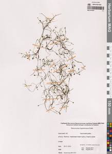 Лютик гиперборейский Rottb., Сибирь, Чукотка и Камчатка (S7) (Россия)
