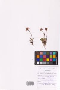 Packera cymbalaria (Pursh) W. A. Weber & Á. Löve, Восточная Европа, Северный район (E1) (Россия)