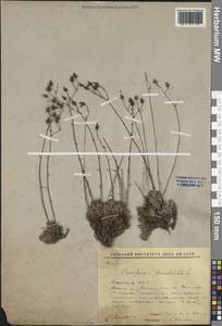 Камнеломка гребенчато-реснитчатая L., Сибирь, Якутия (S5) (Россия)