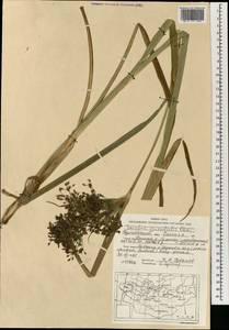 Камыш восточный Ohwi, Монголия (MONG) (Монголия)