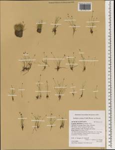 Isolepis cernua, Зарубежная Азия (ASIA) (Кипр)