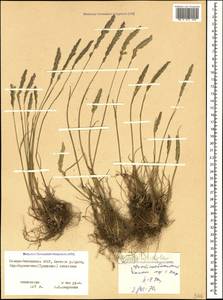 Koeleria nitidula Velen., Кавказ, Северная Осетия, Ингушетия и Чечня (K1c) (Россия)