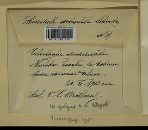 Dicranella cerviculata (Hedw.) Schimp., Гербарий мохообразных, Мхи - Центральное Нечерноземье (B6) (Россия)