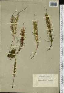 Хвощ полевой L., Сибирь, Чукотка и Камчатка (S7) (Россия)