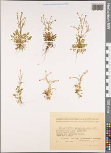 Лютик многолистный Waldst. & Kit. ex Willd., Восточная Европа, Нижневолжский район (E9) (Россия)