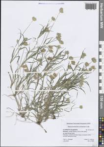 Dactyloctenium aristatum Link, Зарубежная Азия (ASIA) (Йемен)