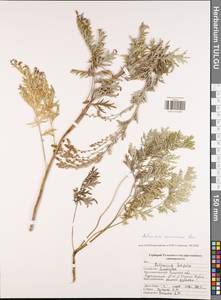 Полынь армянская Lam., Восточная Европа, Центральный район (E4) (Россия)