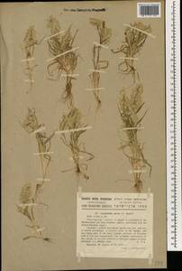 Lamarckia aurea (L.) Moench, Зарубежная Азия (ASIA) (Израиль)