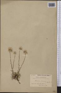 Кошачья лапка двудомная (L.) Gaertn., Америка (AMER) (Гренландия)