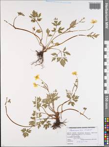 Лютик ползучий L., Восточная Европа, Белоруссия (E3a) (Белоруссия)