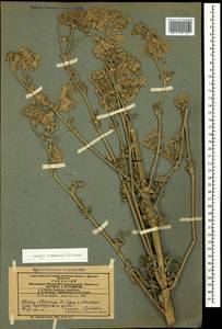 Жабрица порезниковая (L.) W. D. J. Koch, Кавказ, Азербайджан (K6) (Азербайджан)