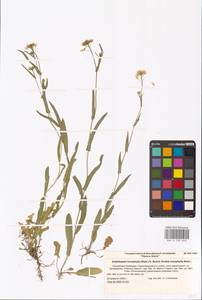 Резуховидка стрелолистная (M.Bieb.) Al-Shehbaz, O'Kane & R.A.Price, Восточная Европа, Нижневолжский район (E9) (Россия)