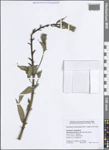 Oenothera × ersteinensis H.P.Linder & R.Jean, Восточная Европа, Центральный лесостепной район (E6) (Россия)