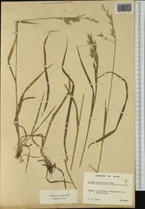 Bromus marginatus Nees ex Steud., Западная Европа (EUR) (Швейцария)