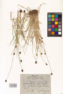 Carex macloviana var. macloviana, Сибирь, Дальний Восток (S6) (Россия)