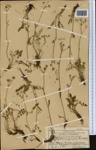 Vicatia coniifolia Wall. ex DC., Средняя Азия и Казахстан, Западный Тянь-Шань и Каратау (M3) (Казахстан)