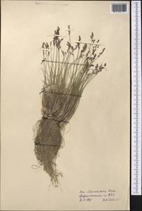 Мятлик сизый, Средняя Азия и Казахстан, Памир и Памиро-Алай (M2) (Таджикистан)