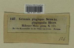 Grimmia plagiopodia Hedw., Гербарий мохообразных, Мхи - Западная Европа (BEu) (Германия)