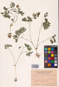 Хохлатка промежуточная, Хохлатка средняя (L.) Mérat, Восточная Европа (без точных пунктов) (E0)