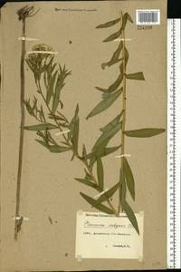 Achillea ptarmica subsp. ptarmica, Восточная Европа, Нижневолжский район (E9) (Россия)