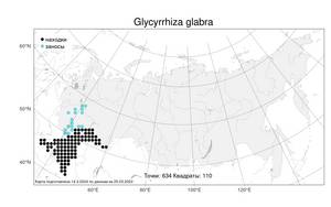 Glycyrrhiza glabra, Солодка голая L., Атлас флоры России (FLORUS) (Россия)