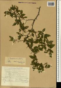 Граб восточный, Грабинник Mill., Крым (KRYM) (Россия)