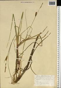 Carex rostrata var. rostrata, Восточная Европа, Северный район (E1) (Россия)