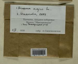 Dicranum majus Turner, Гербарий мохообразных, Мхи - Чукотка и Камчатка (B21) (Россия)