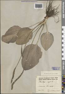 Подорожник большой L., Восточная Европа, Северо-Западный район (E2) (Россия)