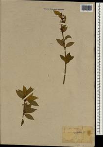 Osmanthus heterophyllus (G.Don) P.S.Green, Зарубежная Азия (ASIA) (Япония)