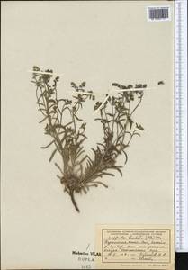 Липучка бородчатая (M.Bieb.) Menyh., Средняя Азия и Казахстан, Копетдаг, Бадхыз, Малый и Большой Балхан (M1) (Туркмения)