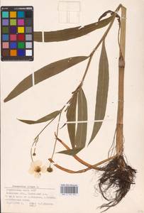 Лютик длиннолистный L., Восточная Европа, Северо-Западный район (E2) (Россия)