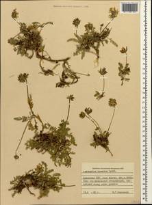 Астрагал неопределенный Ledeb., Кавказ, Армения (K5) (Армения)