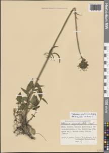 Валериана сердечниковая M.Bieb., Кавказ, Дагестан (K2) (Россия)